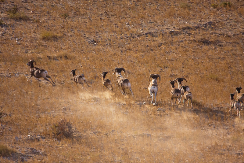 Argali